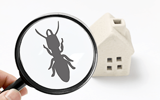 シロアリ駆除
